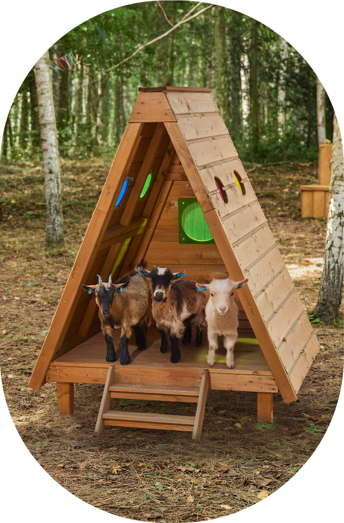 Goats_Image